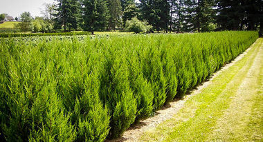 Richard Brusca Nursery